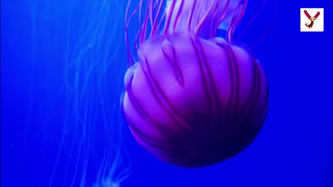 Jellyfish Got No Brain - 10 facts about Jellyfish