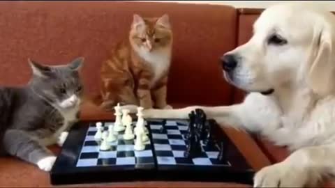 Cat and dog play chess