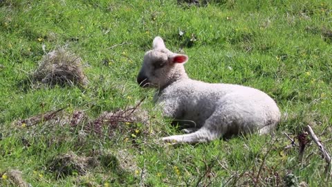 The beautiful white sheep