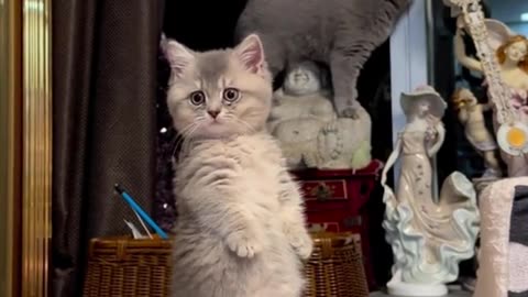 Cute baby kittens funny shorts compilation