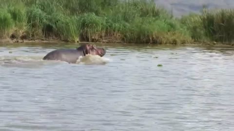 Crocodile vs. Hippo