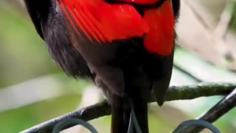 What kind of bird wears so many colors and has a curly tail