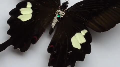 Insect specimen Beautiful butterfly