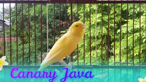 Canary Java Singing 1