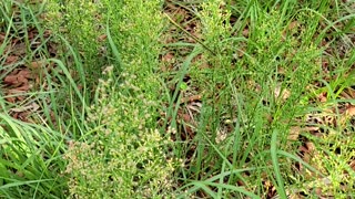 Horseweed Butterweed