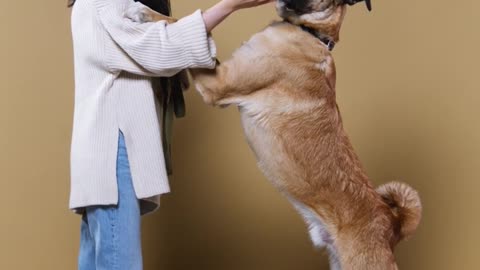 Best dog training video