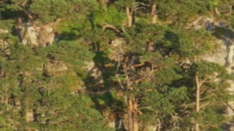 Mystery of the Crooked Forest #travel #adventure #explore