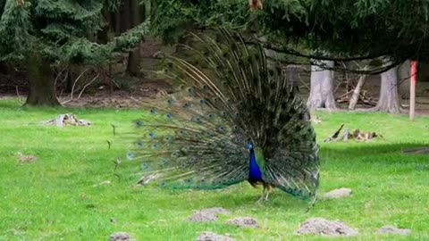A Peafowl Spreading Its Tail To Attract A Peahen .