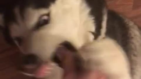 Aggressive Siberian Husky EXPLODES WITH ANGER!
