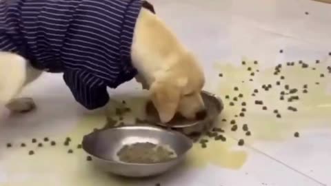funny dog eating..