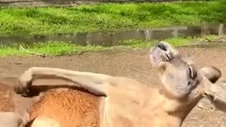 kangaroo scratching itself in funny pose