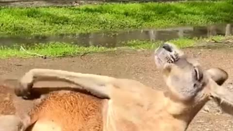 kangaroo scratching itself in funny pose