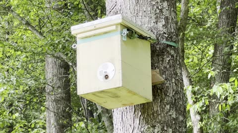 EXCITING Find on the Farm Today!! Is this our missing Colony?? 😊🐝