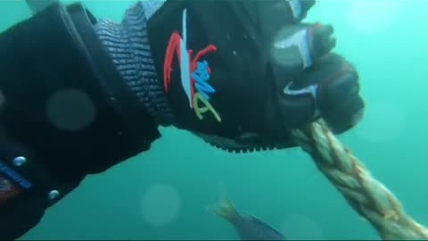 Diving off coast of San Diego. What's that sound?