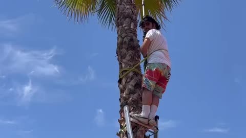 Tree Trimming: It’s A One Mexican Job