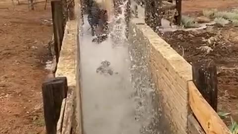 Vacas Bañándose..🐮🐄🐄 Al agua Vaca