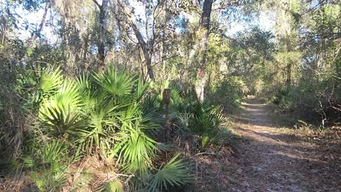 Croom River Trail Loop Hike in Central Florida just off 75 exit 301
