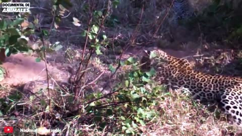 ¡Asustado! El Estúpido Pitbull Ataca A Una Pitón Gigante, ¿qué Pasa Después_ _ Mundo Animal