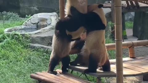 Panda Having Fun Together