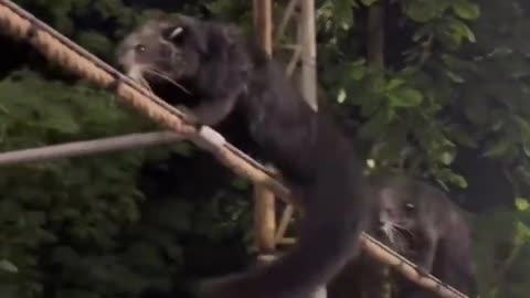This is A Binturong Also Known As The Bearcat~A Unique Creature Found In The Forests Of Southeast Asia