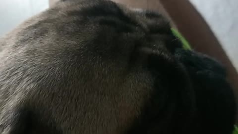 Pug Sleeping