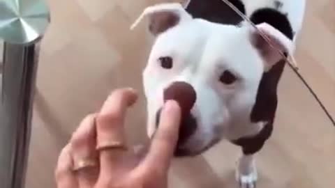 funny videos (Dog get trolled with biscuit)