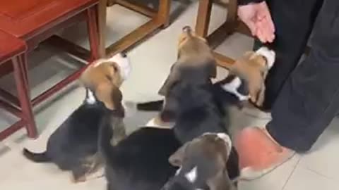 Amazing dogs 🐶 trending video