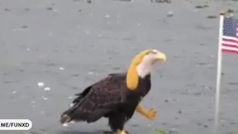 eagle with gun