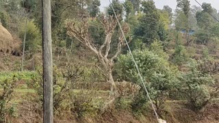 Birds singing in nature 😍❤️|nature|birds|peace|