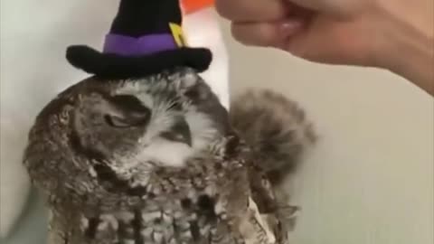 "Baby Owl's Enchanting Halloween Costume: Witchy Feathers & Magical Brew! 🎃🦉"