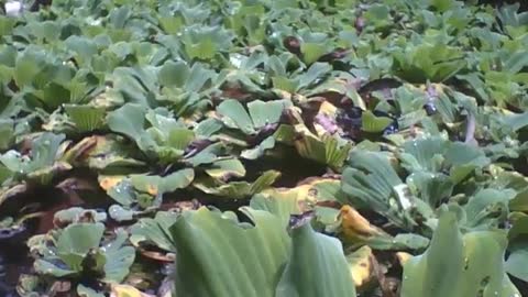 Filmando as plantas do lago no jardim botânico, há peixes vivendo lá [Nature & Animals]