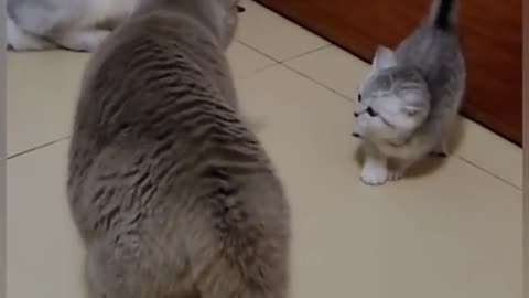 Hilarious Cat Fails: Watch These Funny Cats Try (and Fail) to Be Coordinated!