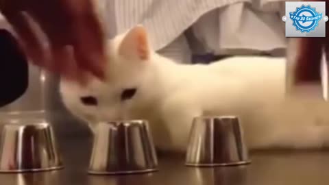 Funny Cat Video -