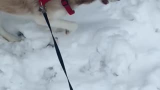 Husky playing in the snow