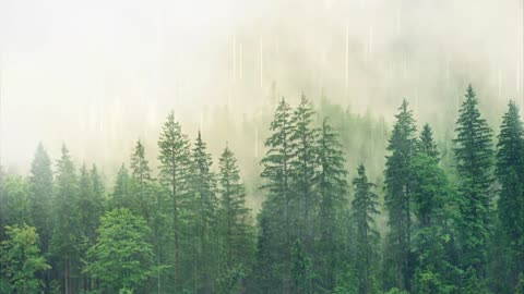 Raining - Nature Background Video