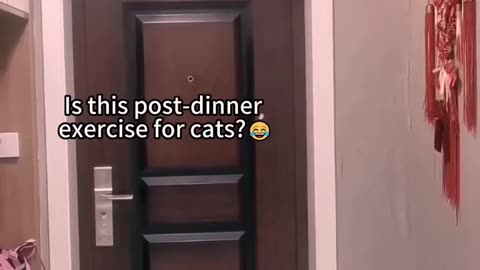 Funniest cats🐱In The World😂 Funny and Fails Pets Video