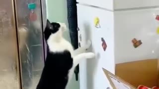 Funny cats won't let you. Down animal lol moments