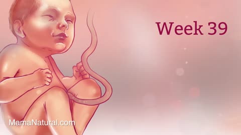 Pregnancy Week-By-Week 🌟 Weeks 3-42 Fetal Development 👶🏼