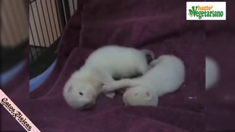 Videos de animales para morir de la risa