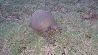 Precious Box Turtle, Oldest Rescue Resident ❤ 🐢