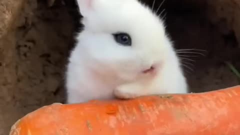 The rabbit eats carrots and plays with the dogs