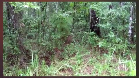 Armadillos, Turtles And Frogs Oh My Another Rainy Day At The Florida Homestead !