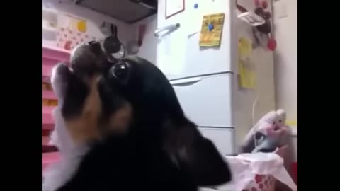 Cute dog braking sound cute puppy video