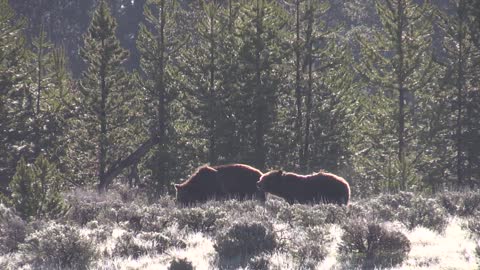 A Bear Spray Story - Yellowstone National Park