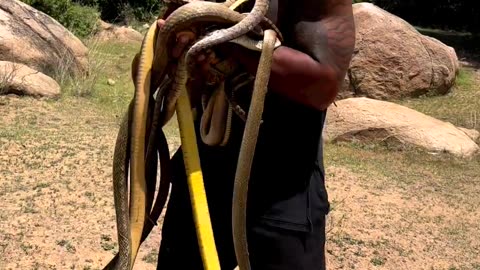 Hugging hundreds of snakes without protective clothing and shoes😨