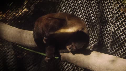 Cappuccino Mammal Primate Footage Zoo Animal