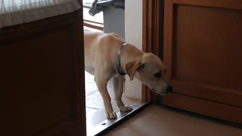 A dog waiting at the door