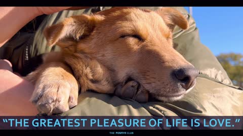 Pleasure of Life