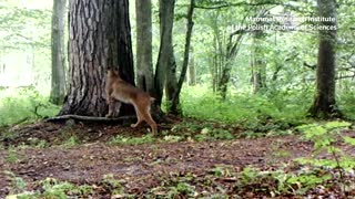 Poland's border fence threatens lynxes - researchers