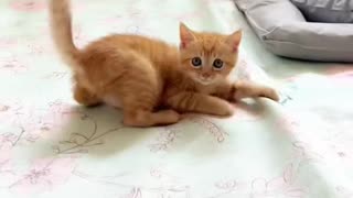 So funny cat | Funny videos | Funny pet videos |